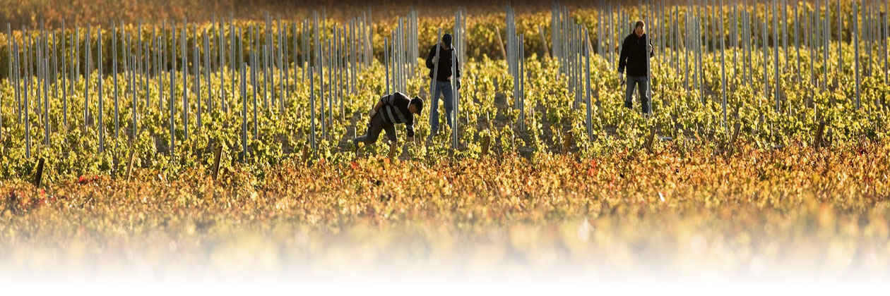 bannière vignoble