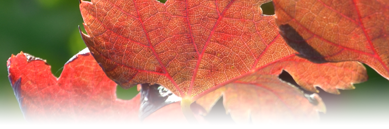 feuilles vignes automne Château La Louvière