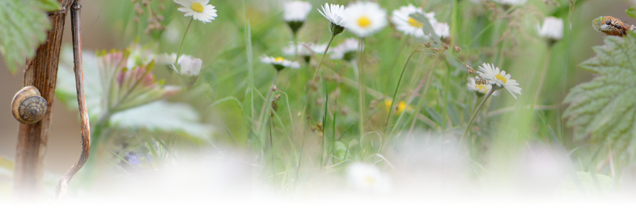 Biodiversité