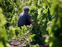 image vendanges vertes La Louvière